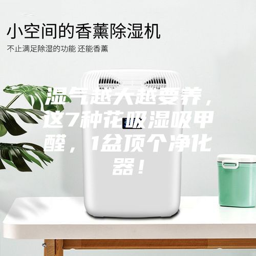 濕氣越大越要養(yǎng)，這7種花吸濕吸甲醛，1盆頂個(gè)凈化器！