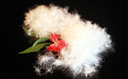 安徽羽絨加工生產廠家帶您了解目前市場